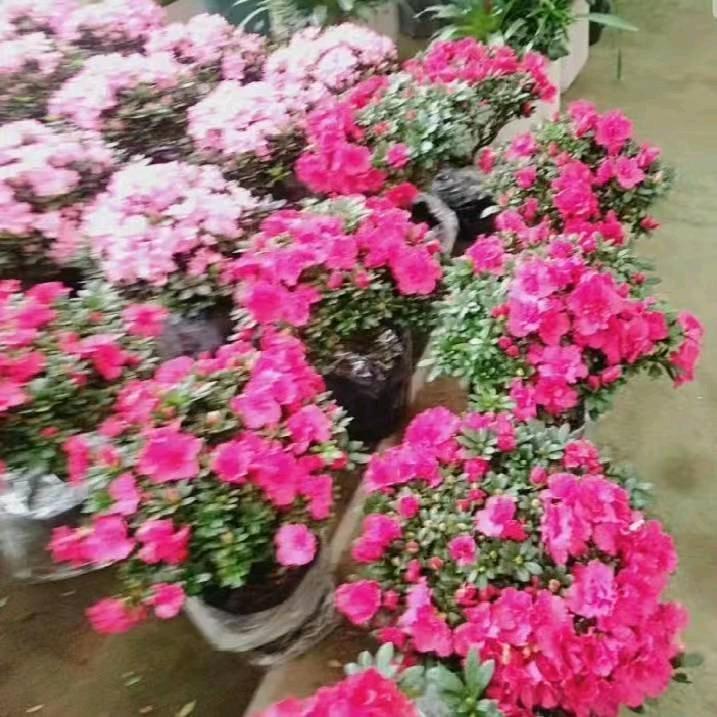 平安健康＜马玉萍＞