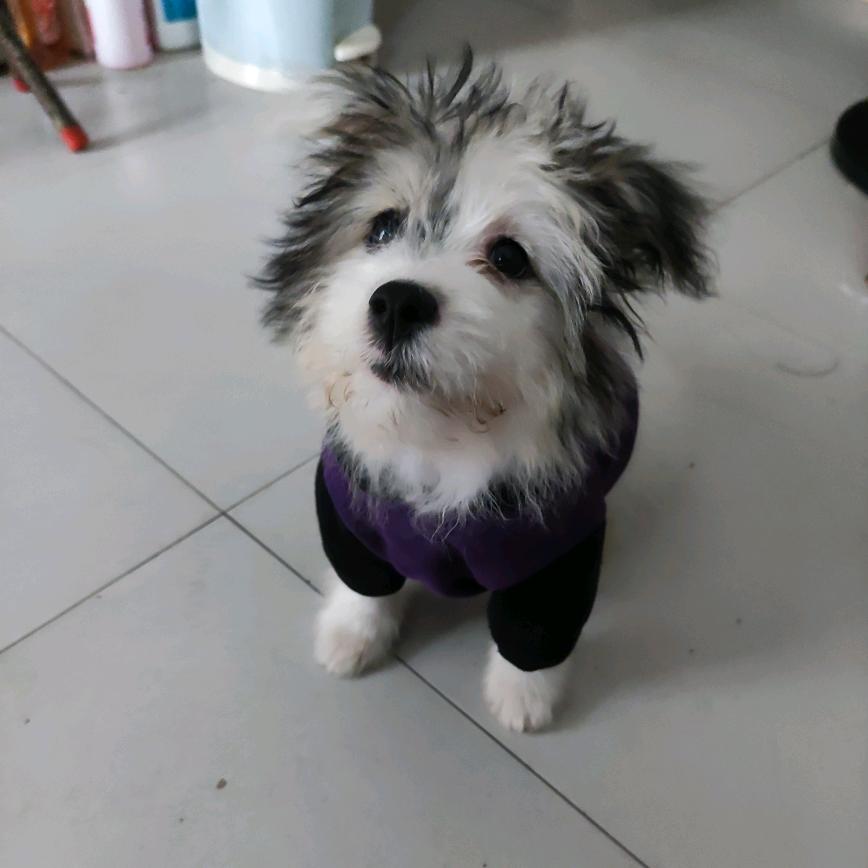 清照与小白