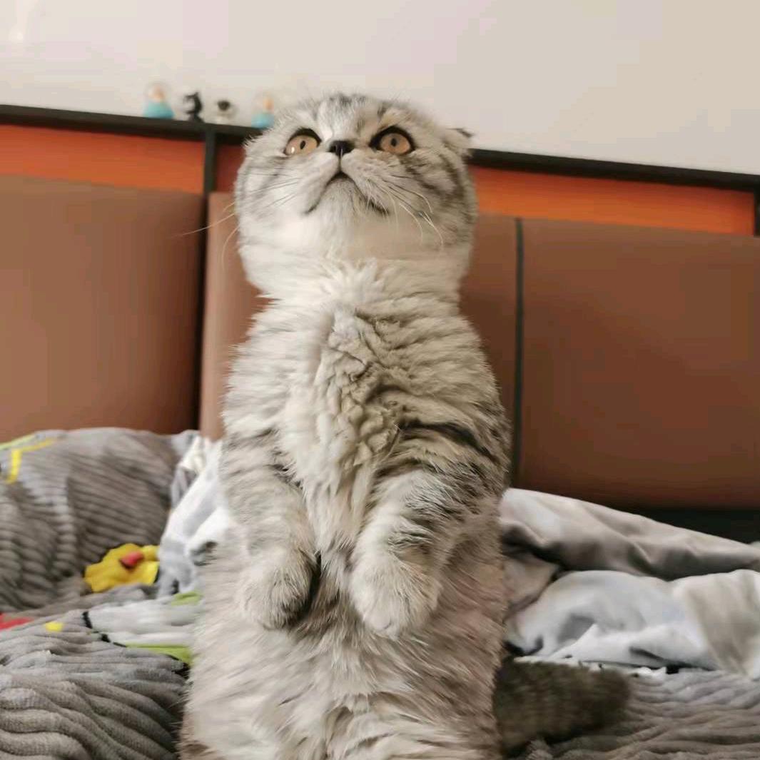 我是一只猫头鹰