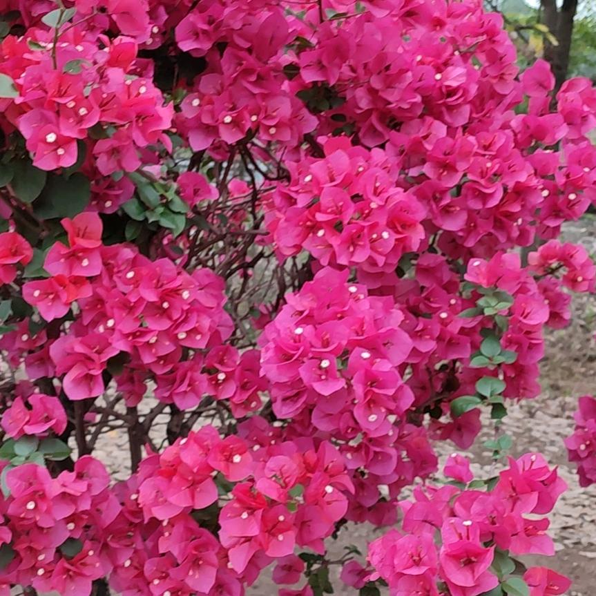 花🌸花