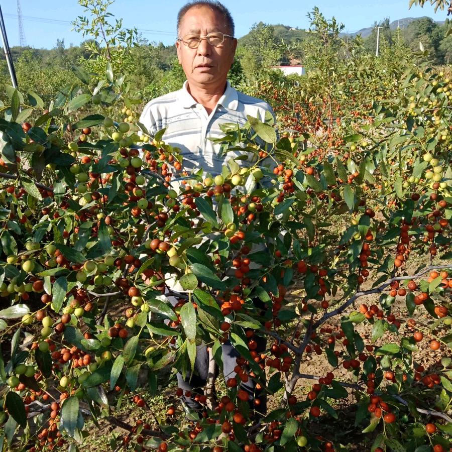 酸枣行家