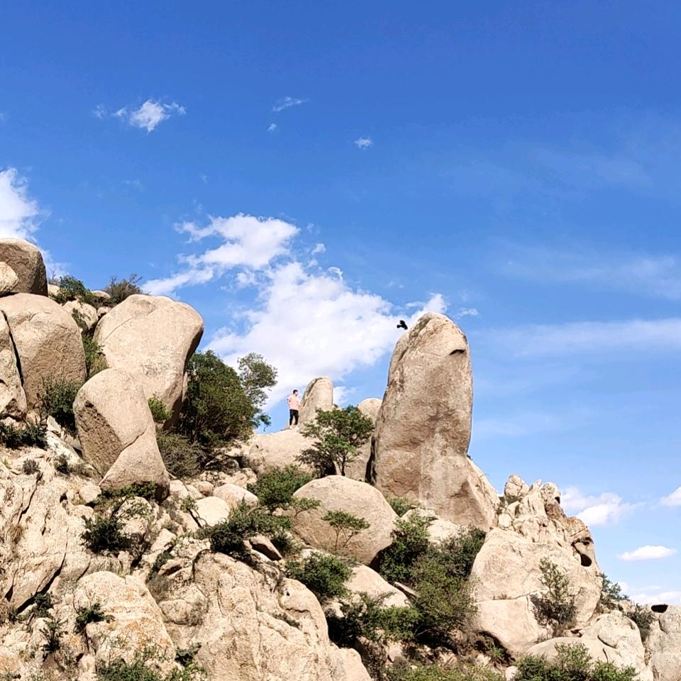 软件开发王真行