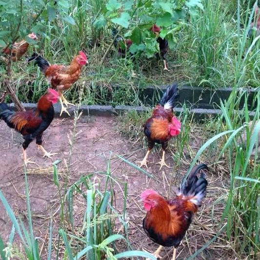 兰溪市旭生家禽专业合作社