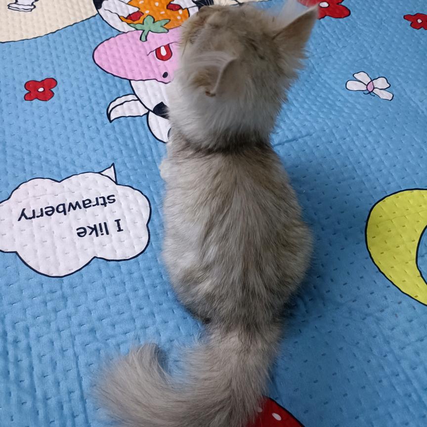 奫