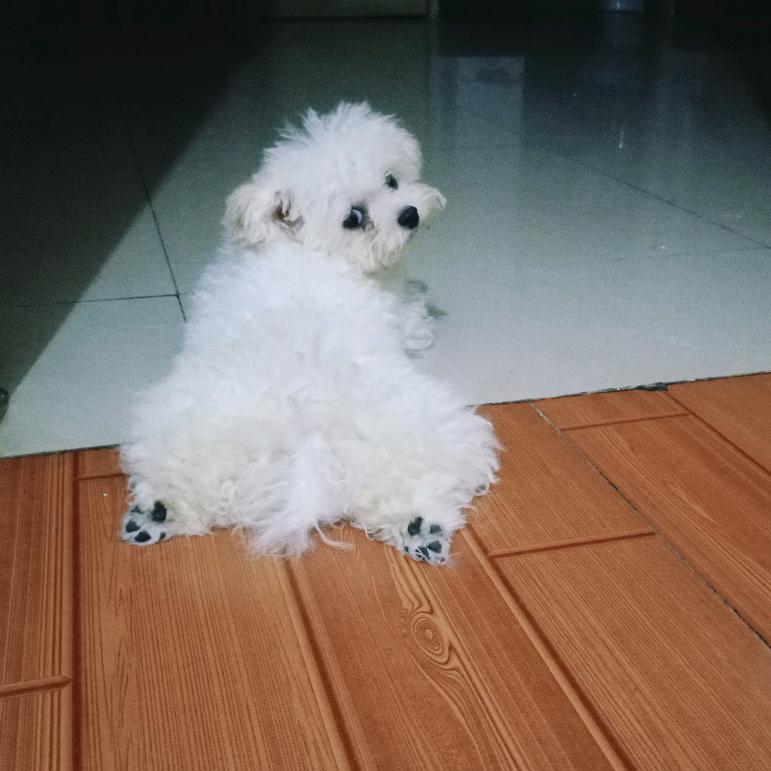 🍃花  小  样🐾