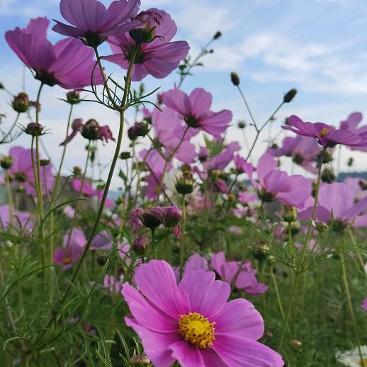 自由飞翔的燕子