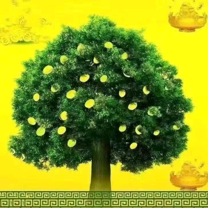 卓宝贝