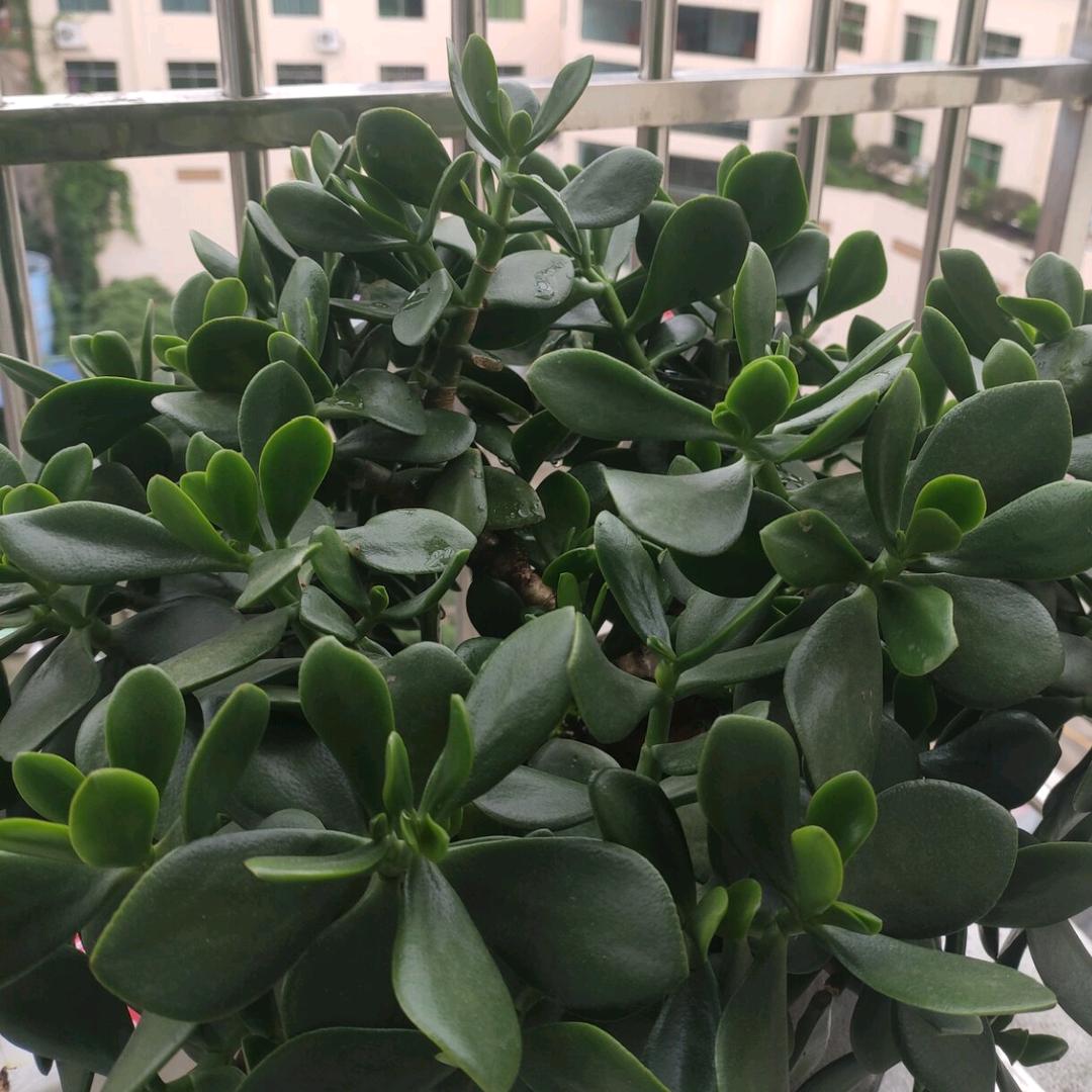 青枝玉叶