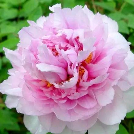 芳