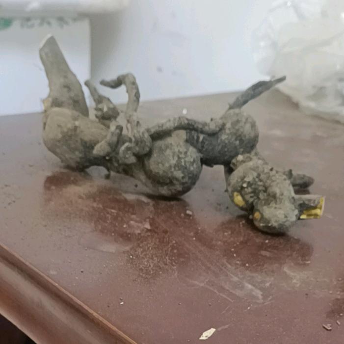艺涵家绿植