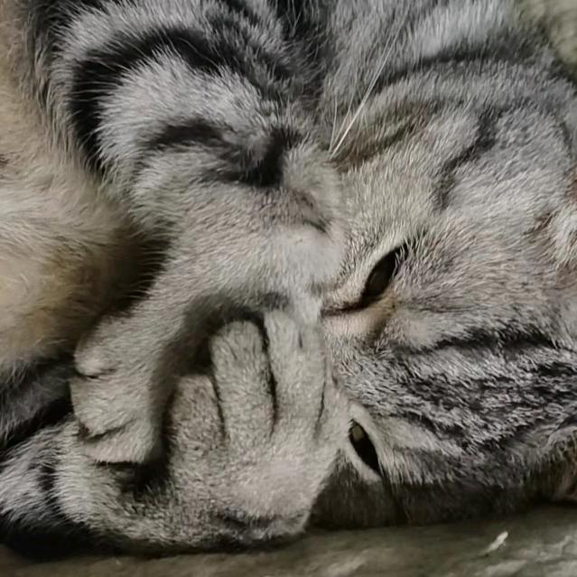 进口小野猪