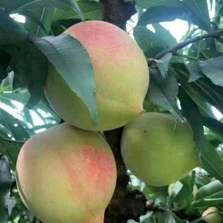 江炜煌🐻🐻（809）飞虎队