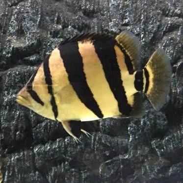 红桥区欣世界观赏鱼