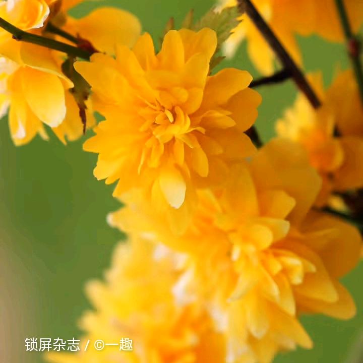 龙女🐲《拒绝连赞》