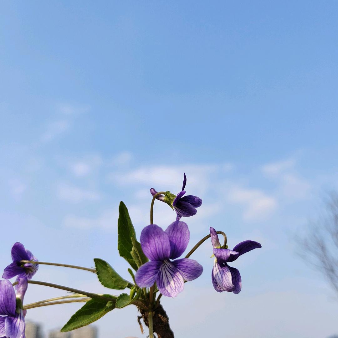 香香🌺🌺