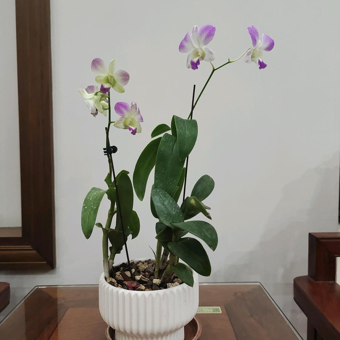 林二少