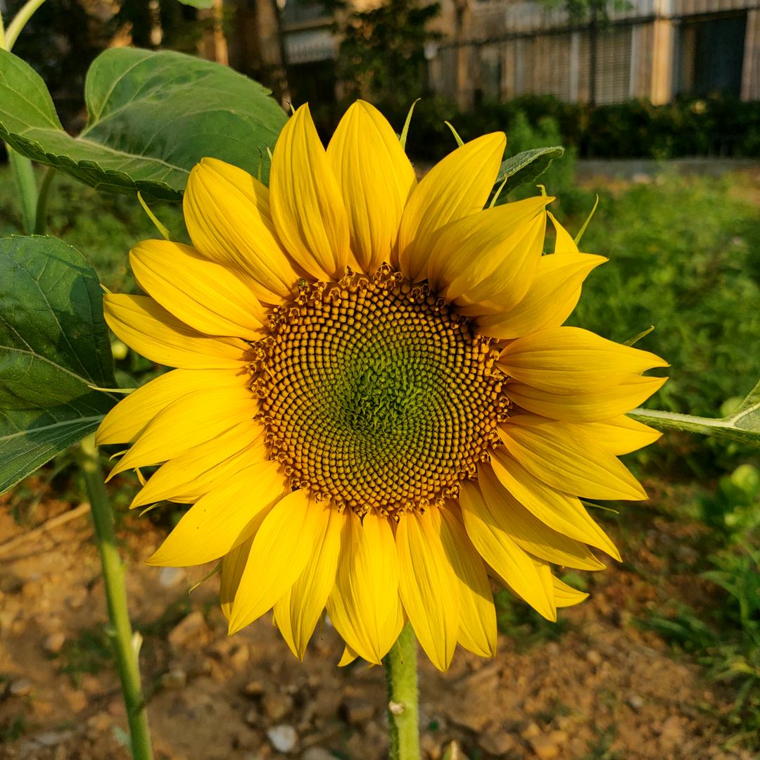 不洅（洁小白.洗脸吧）