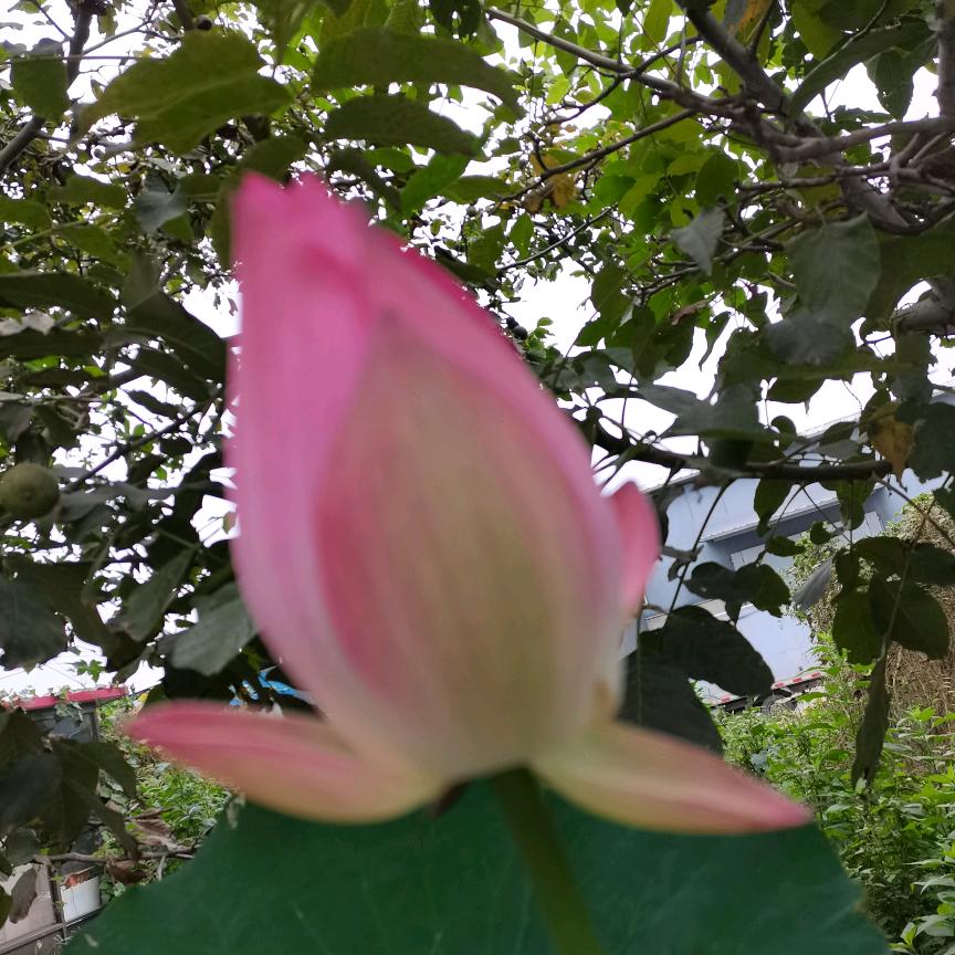 古城的她