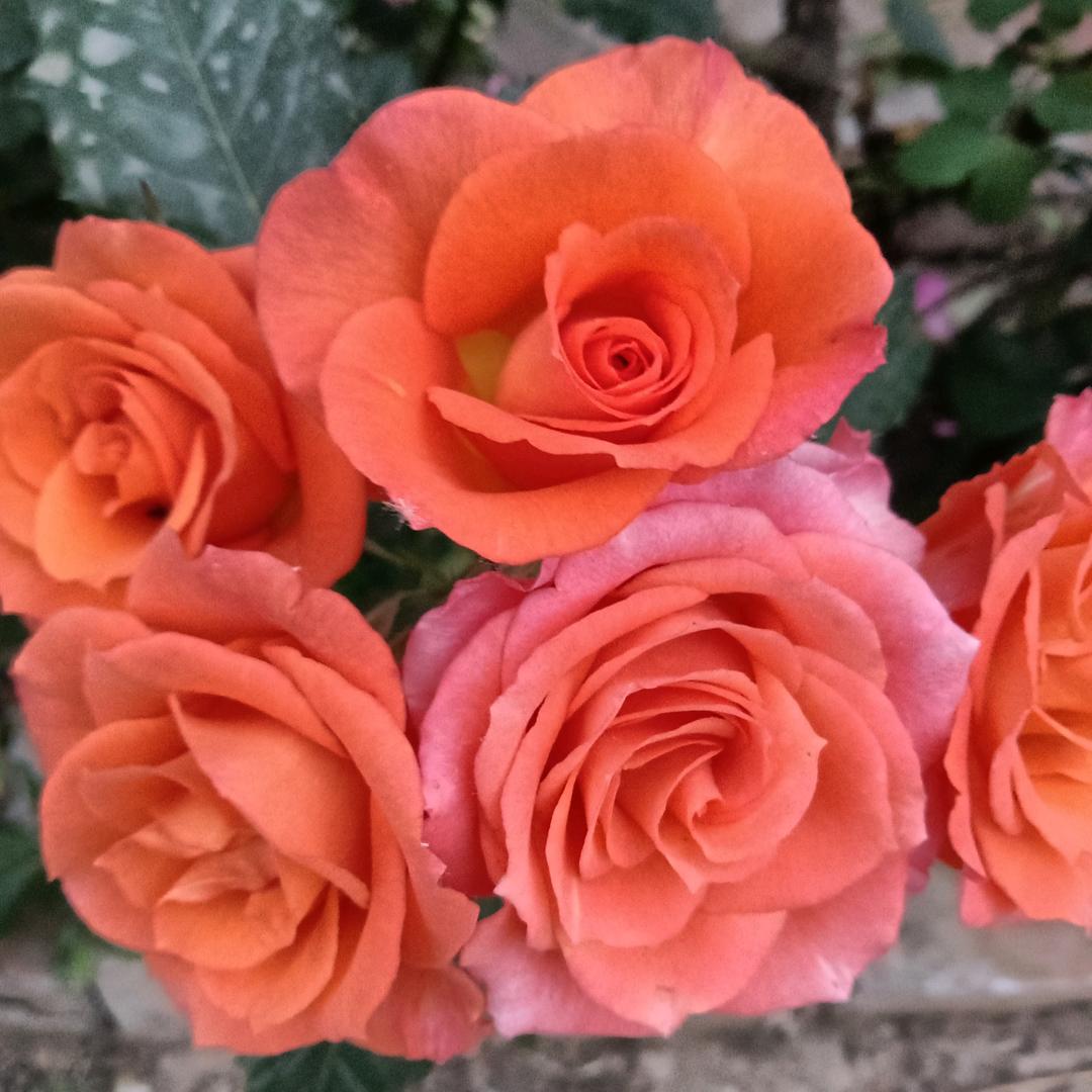 ꧔ꦿ᭄ 龙🕊行💞天下