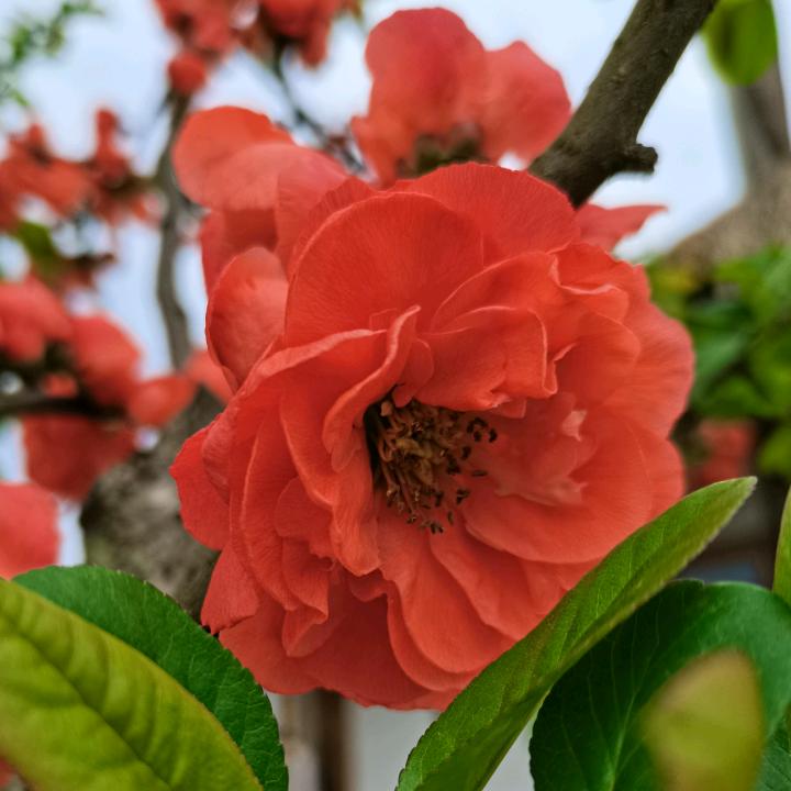 小星星