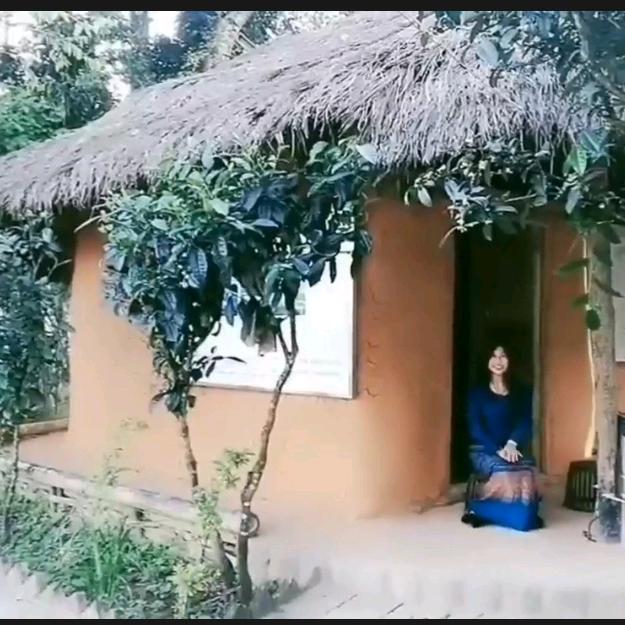 古树茶在一遍山