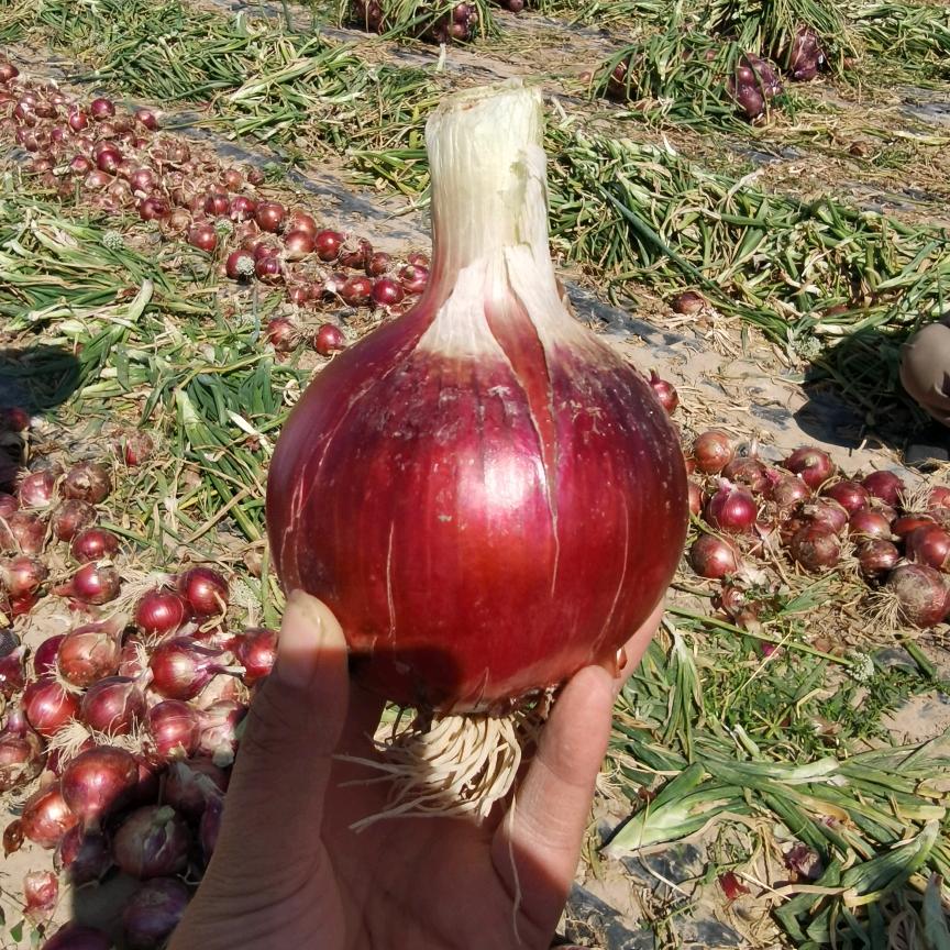 甘肃张掖高台洋葱代办何维刚