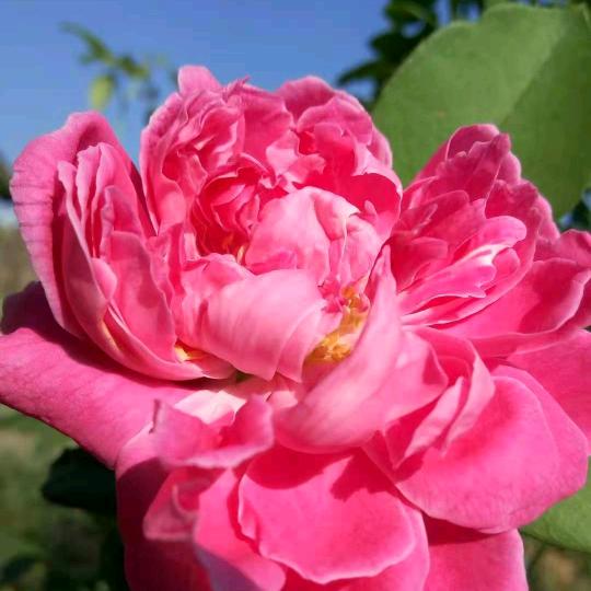 一帆风顺天天顺