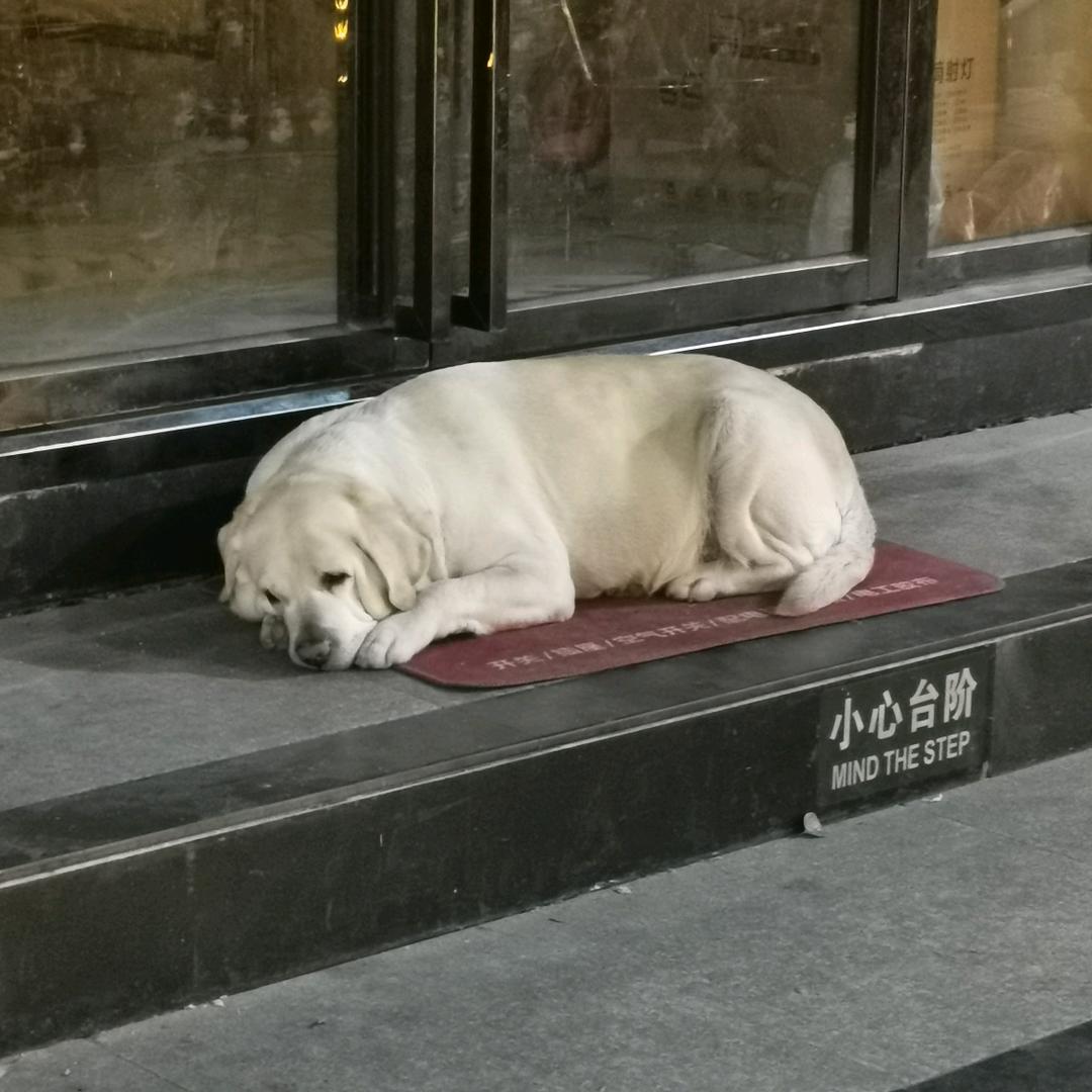 东都小野狼