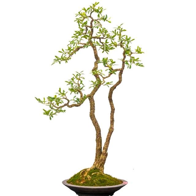 徽州山艺—园林景观