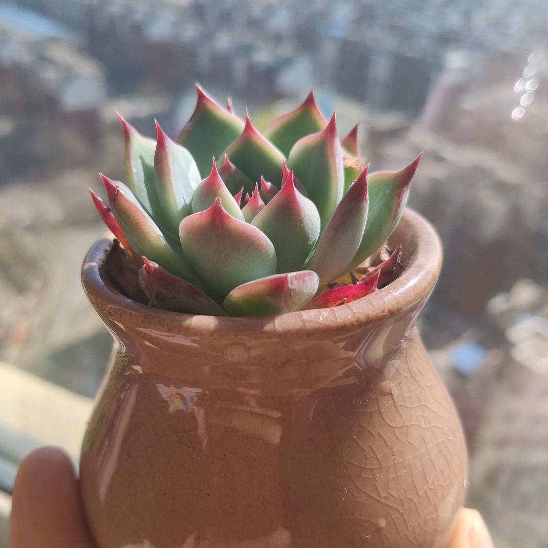 小哦