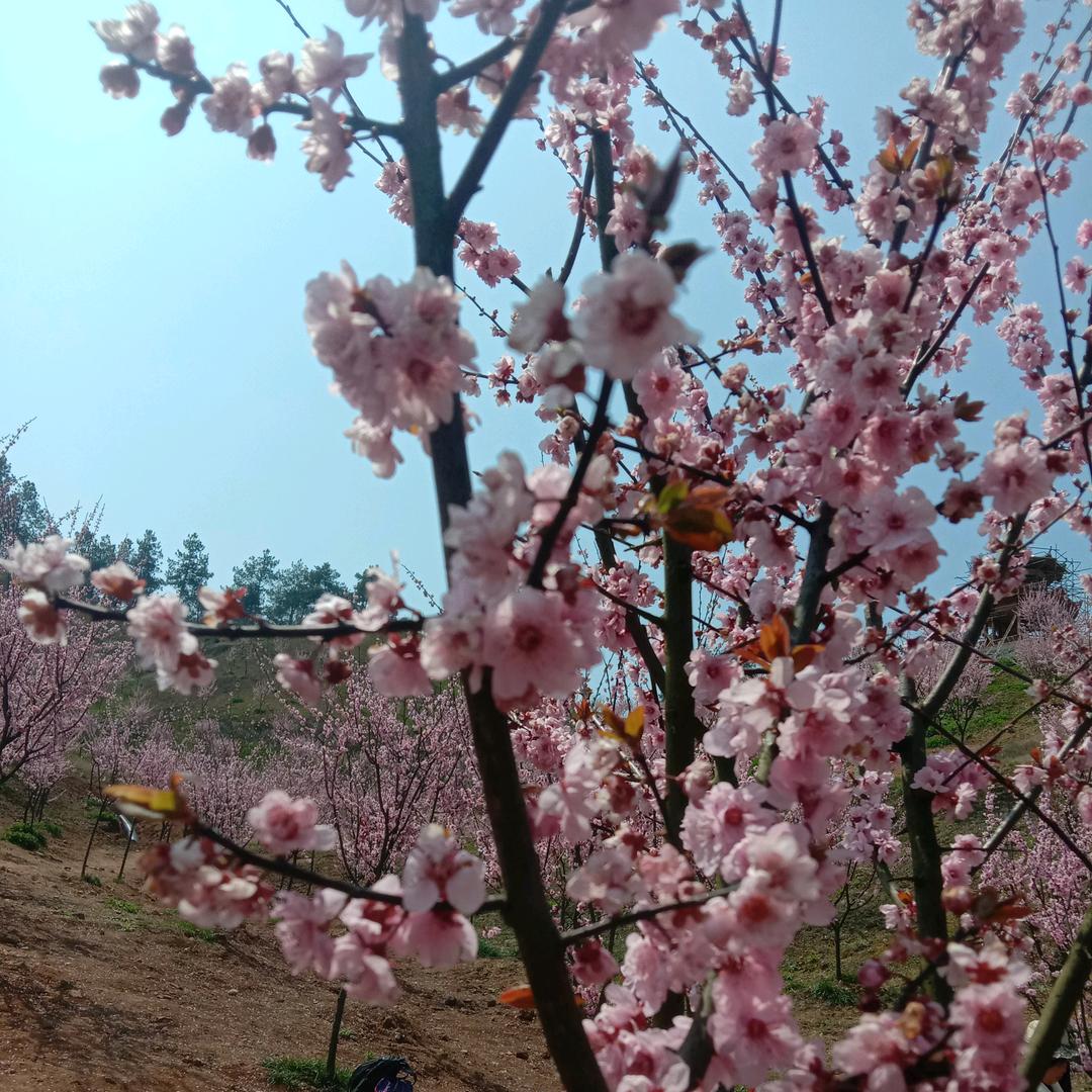 别致的疯子