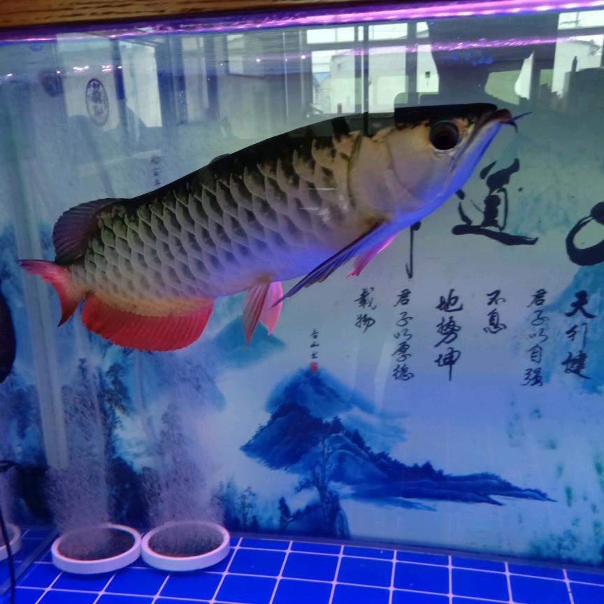 鸿图哥