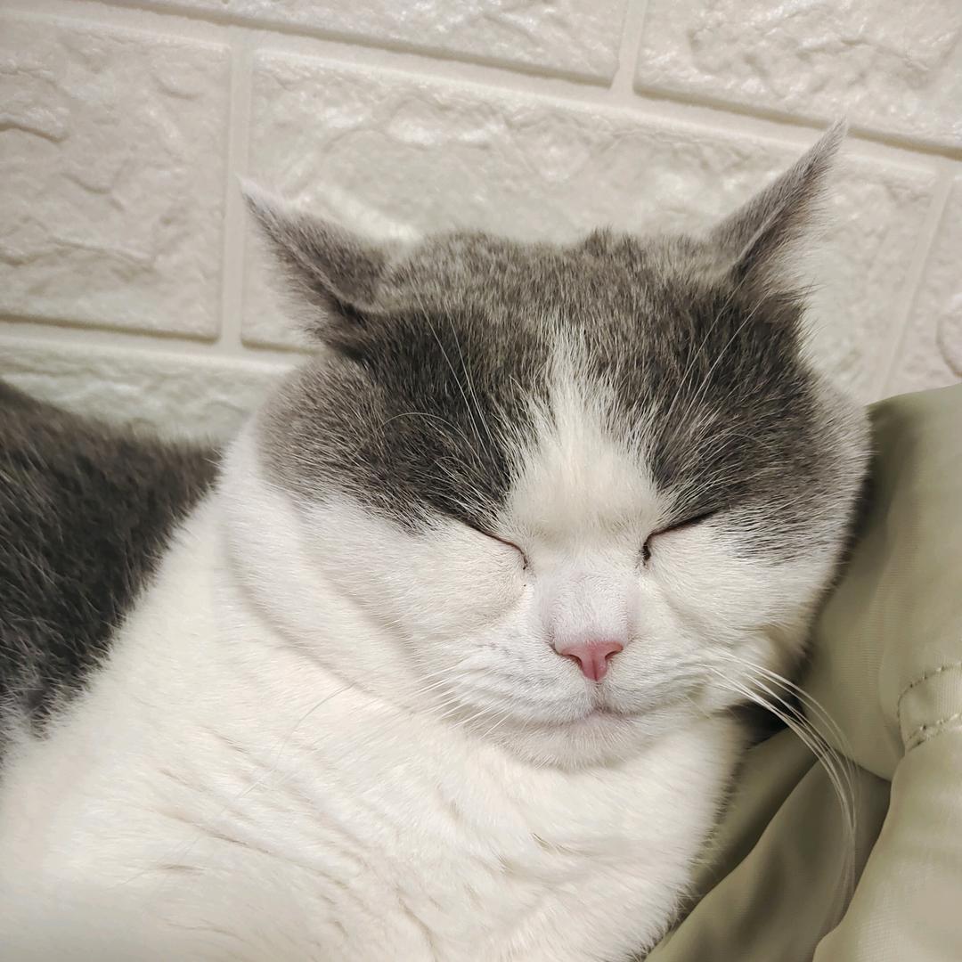 有只小猫叫芭乐