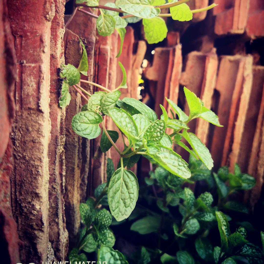 梧桐树下的身影