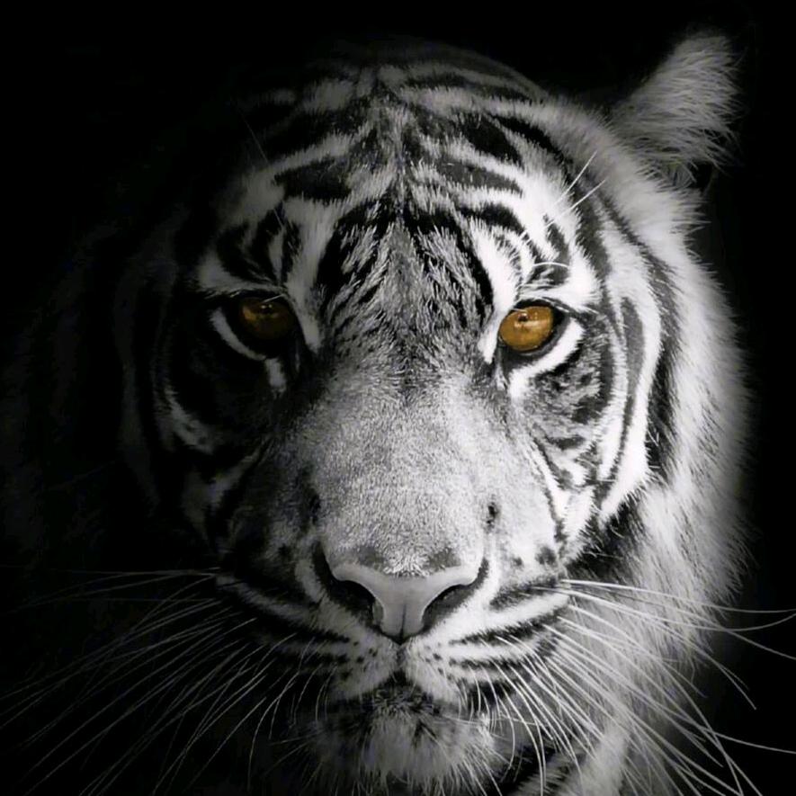 🐯🐯🐯