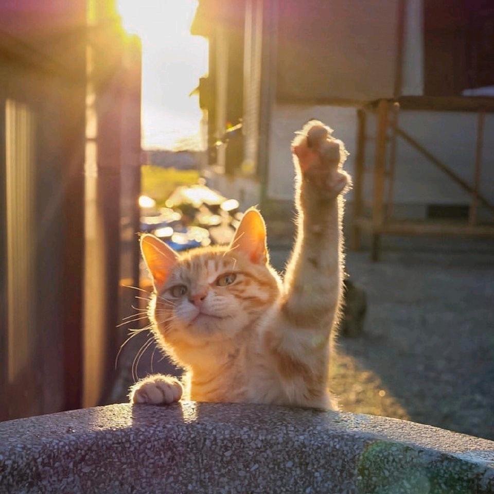 馋野猫