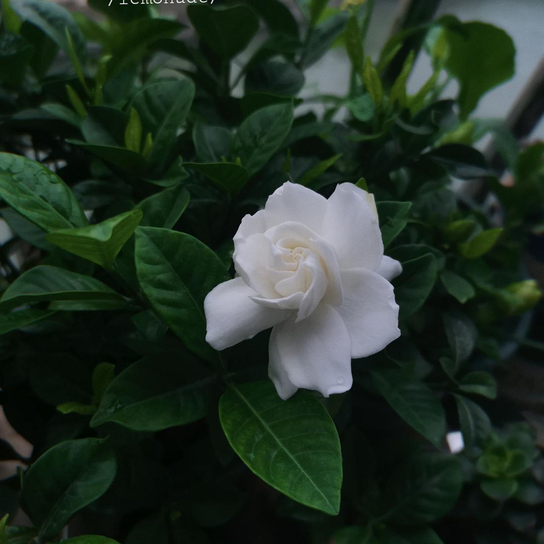 马集雨荷鲜花店