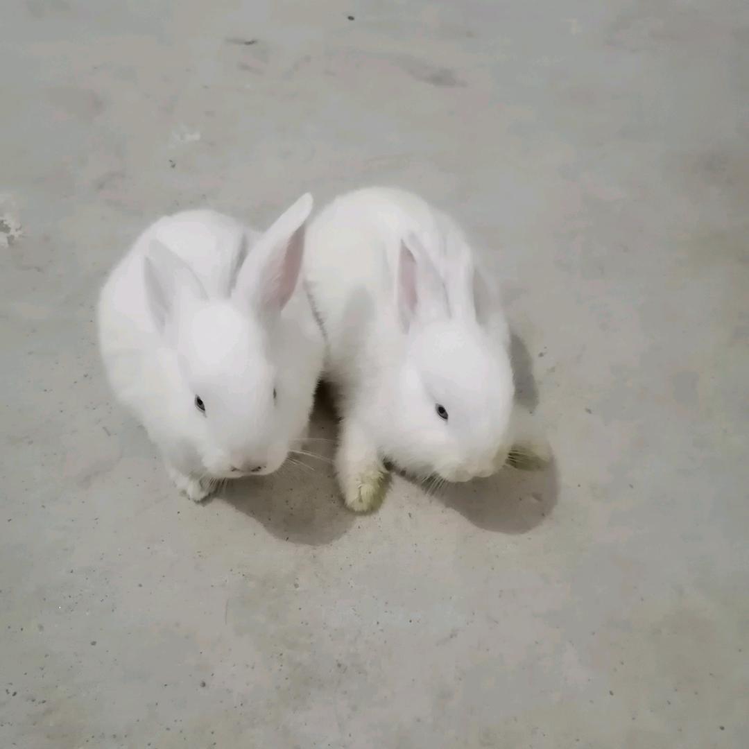 @@甜蜜蜜