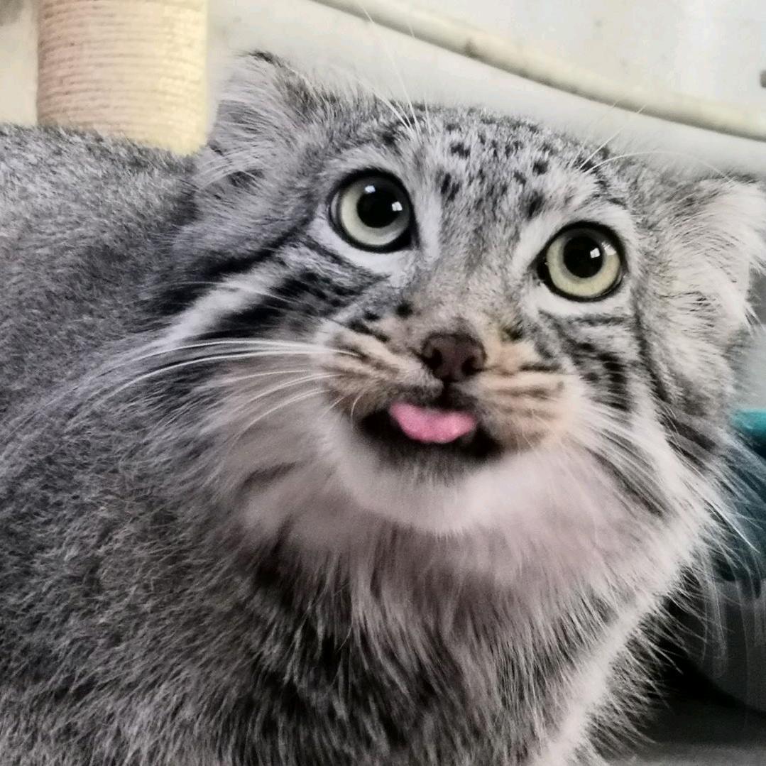 优可莉莉🐾
