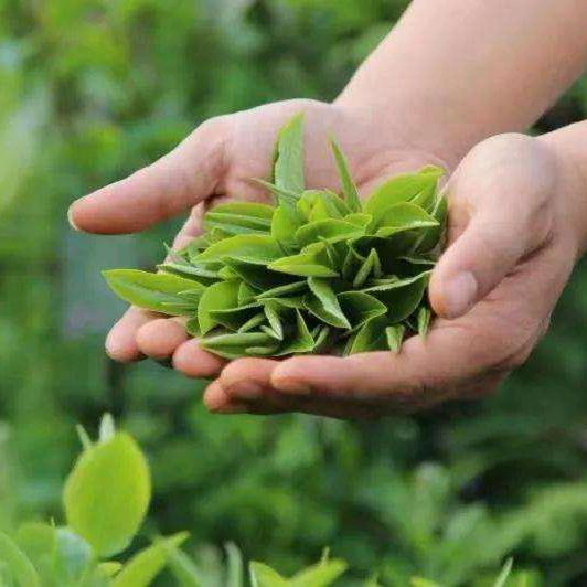 端州区金英九茶行