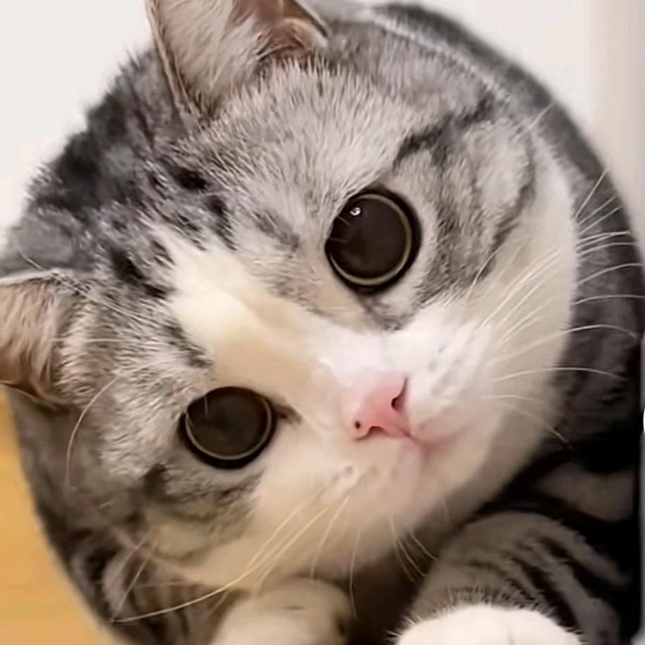 Msmdbl
