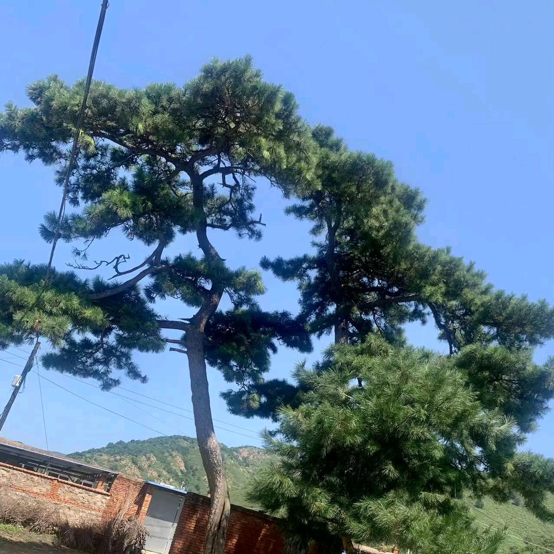 无纺布袋加工厂