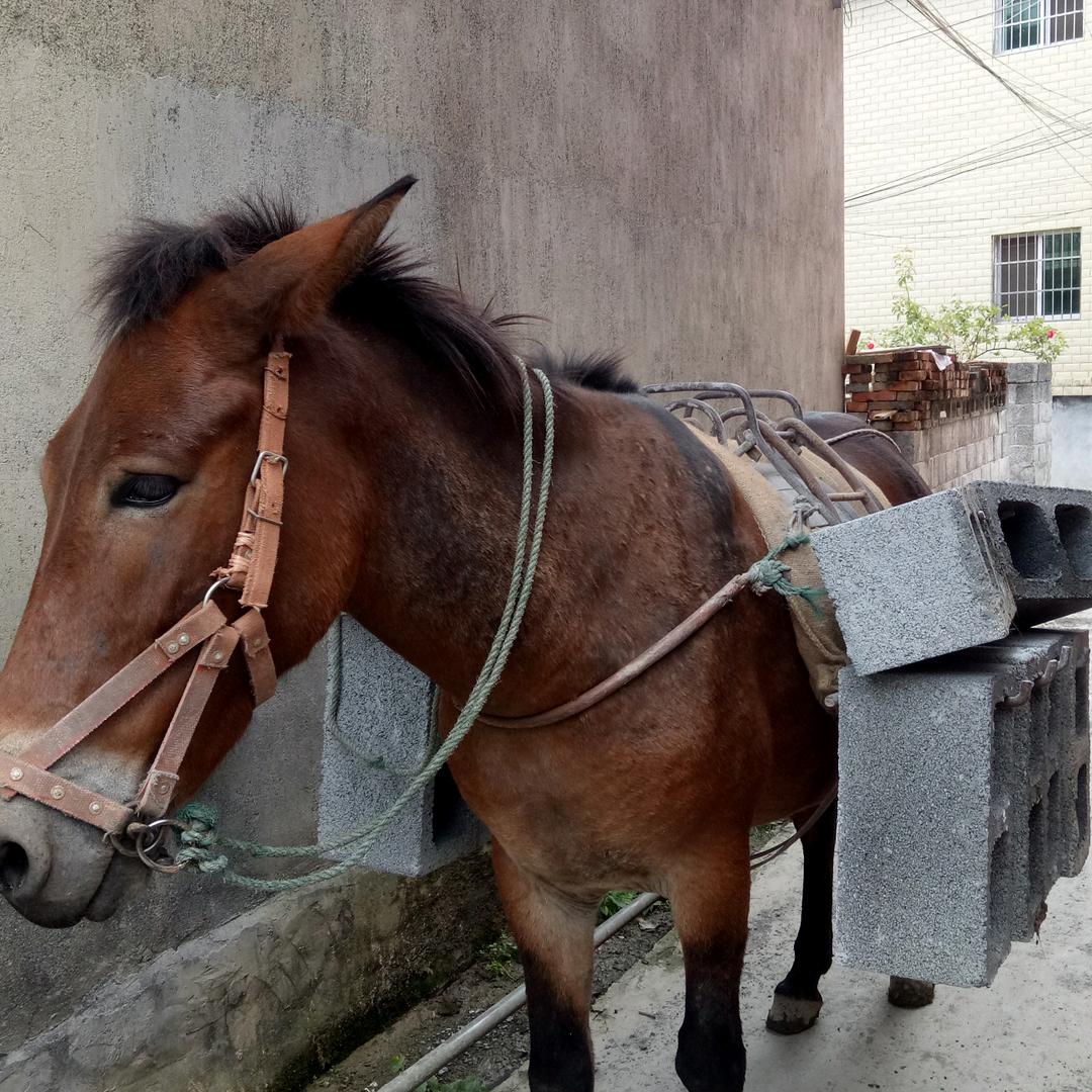 龙马精神，永攀高峰