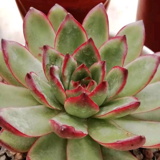 小林鲜花水果