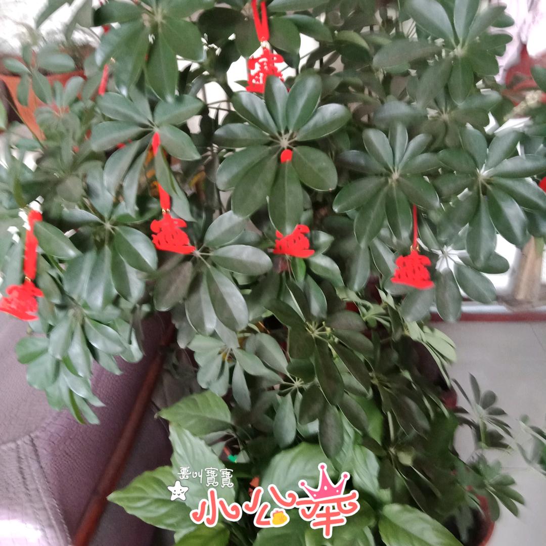 花好月圆