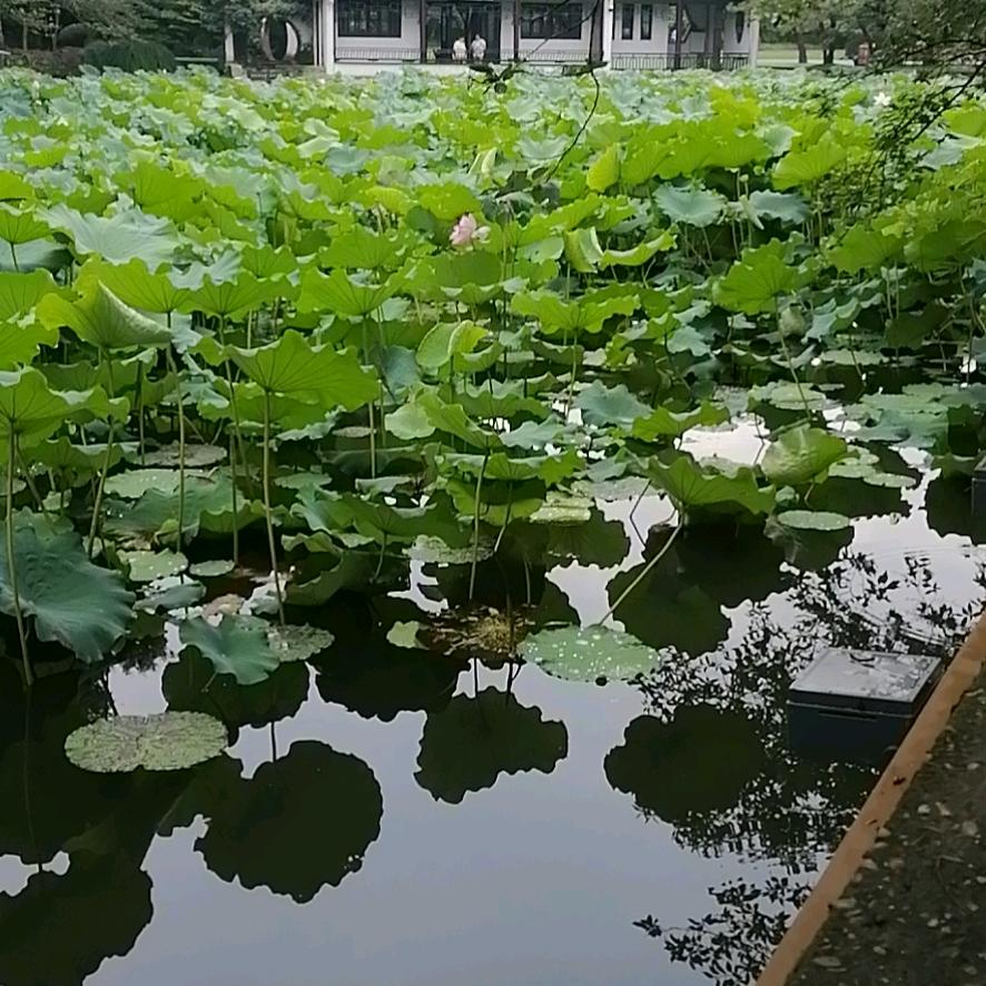 阿逸