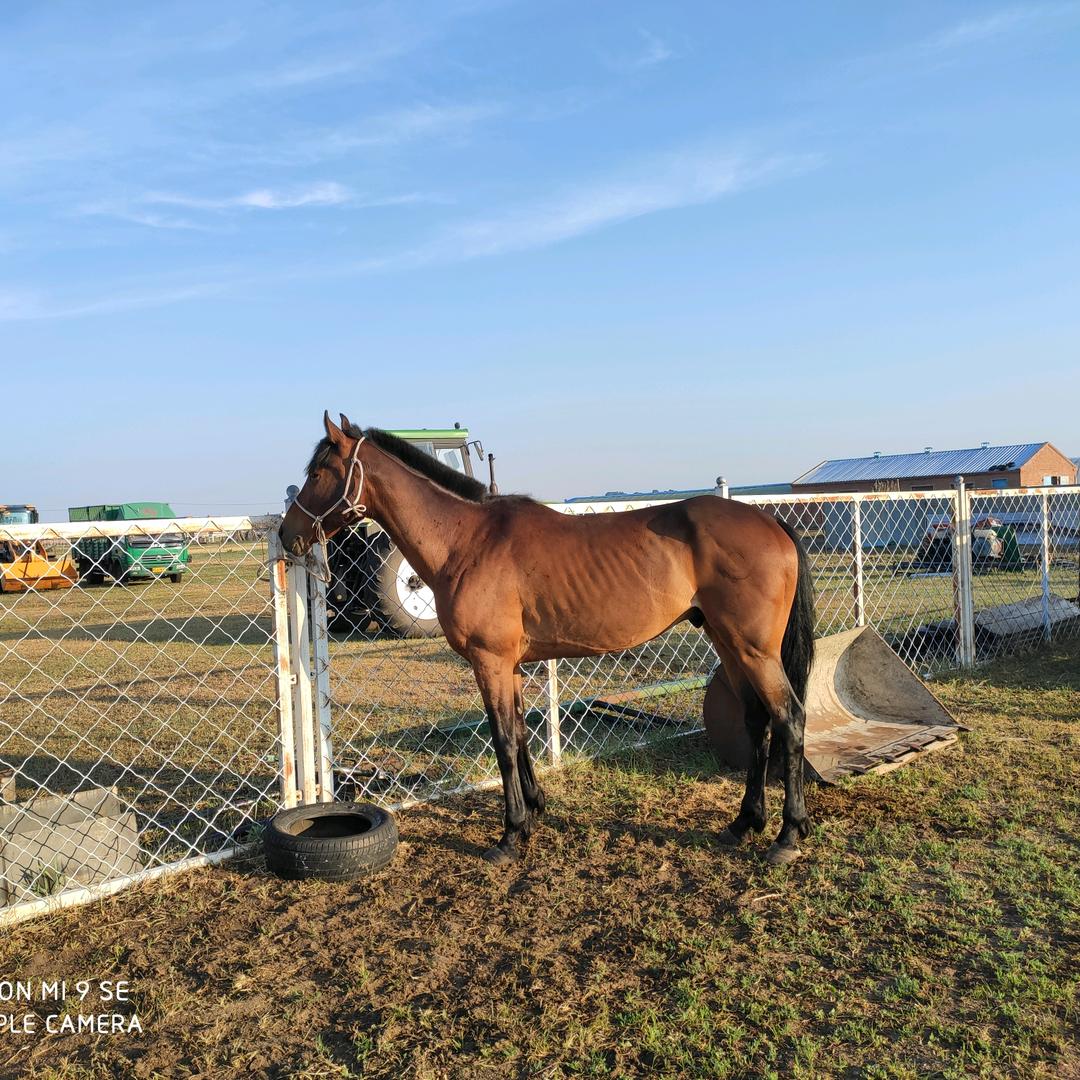 呼伦贝尔  扎木苏 家庭牧场🐴🐂🐐