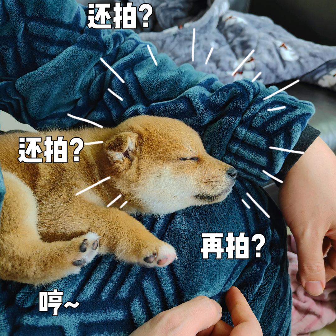 penny佩