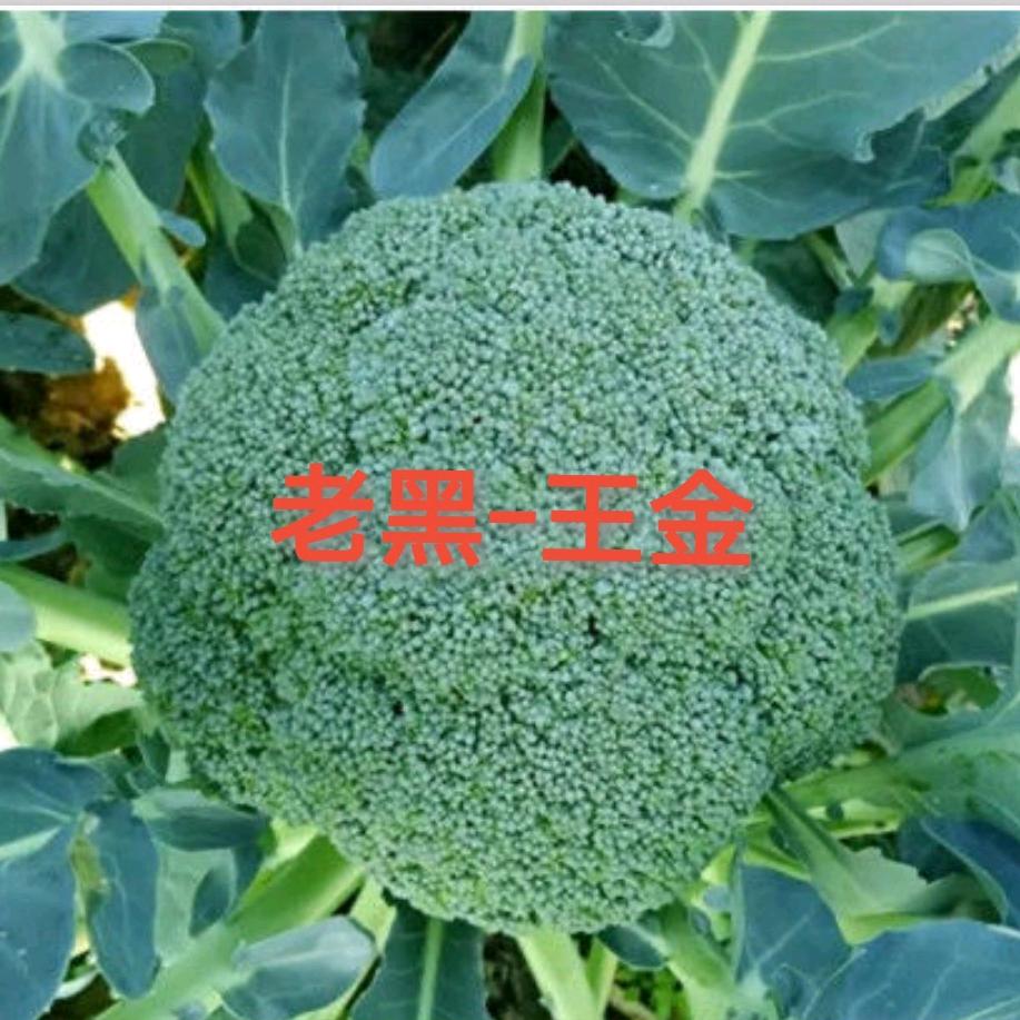 老黑精品西兰花
