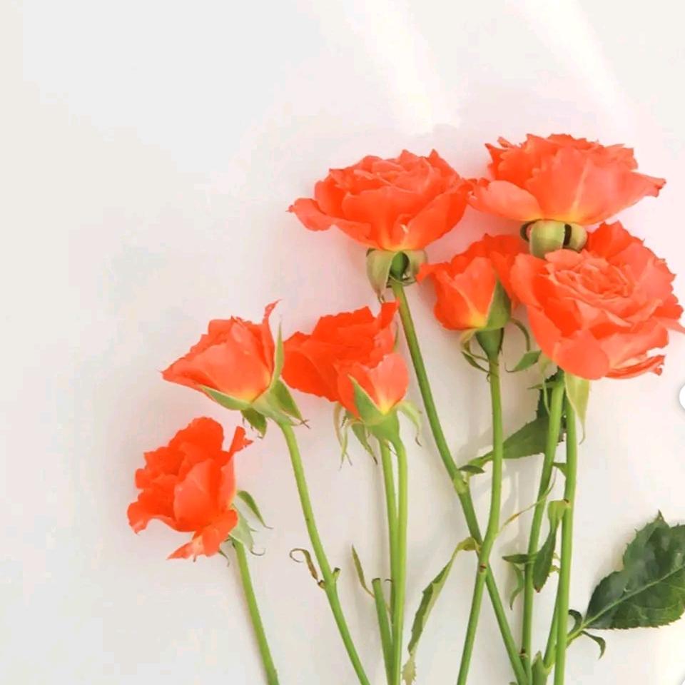 语译非梵